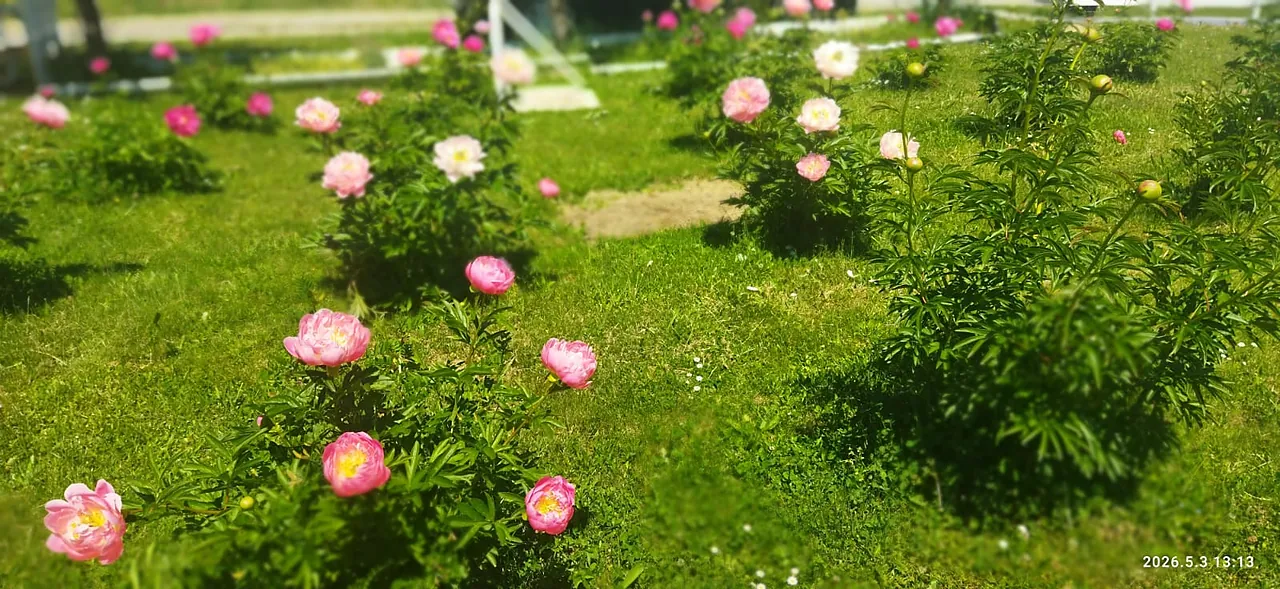 Božuri u našem vrtu u Moslavini
